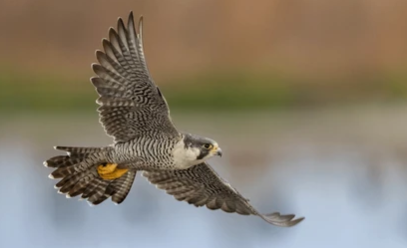       
          Sokolí reality show 2026 začala
      